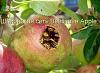Нажмите на изображение для увеличения
Название: пчёлы-шпиёны-яблоко-песочница-639318.jpeg
Просмотров: 117
Размер:	43.1 Кб
ID:	2637